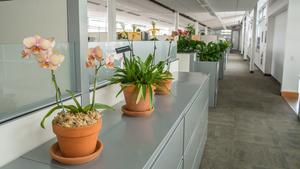 In the CSL office space, plants clean the air while connecting occupants to nature. - Photo Credit: Denmarsh Photography, Inc.