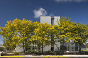 Looking north from Thurston Avenue to the office entry, showing existing oak trees that were protected during construction. - Photo Credit: Nic Lehoux