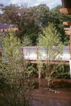 The walkway in this photo shows how the building encourages interaction with the surrounding wildlife preserve while causing minimum impact.The walkway links the classroom building to the exhibit building. - Photo Credit: Susan Maxman & Partners