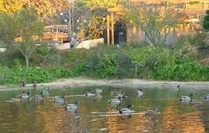 The CRS was designed to use water resources as efficiently as possible. Ducks are shown in an onsite pond in this photograph. - Photo Credit: Juan Araya, CRS Site Technician