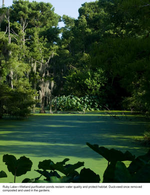 This photograph shows a wetland purification pond, used to improve water quality. - Photo Credit: Hester + Hardaway Photography